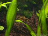 Apistogramma cacatuoides and fry