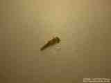 Unknow creature (Damsel fly larvae)