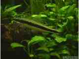 Siamese algae eater
